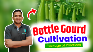 Bottle Gourd Cultivation in India