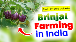 brinjal farming