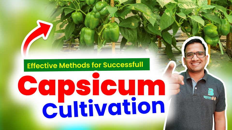 Capsicum Cultivation in India