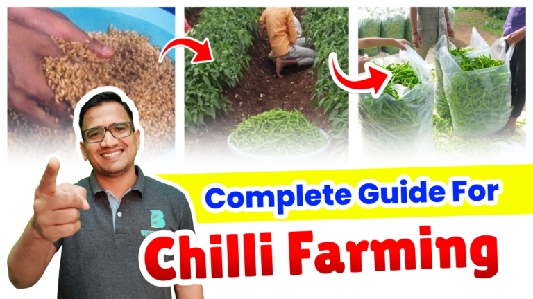 Simple Steps for Successful Chilli Cultivation in India - BharatAgri Gyan