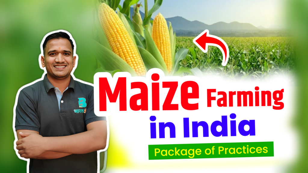 maize cultivation in India