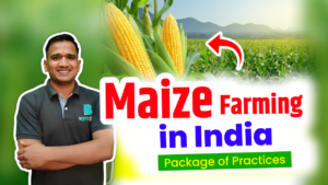 maize cultivation in India