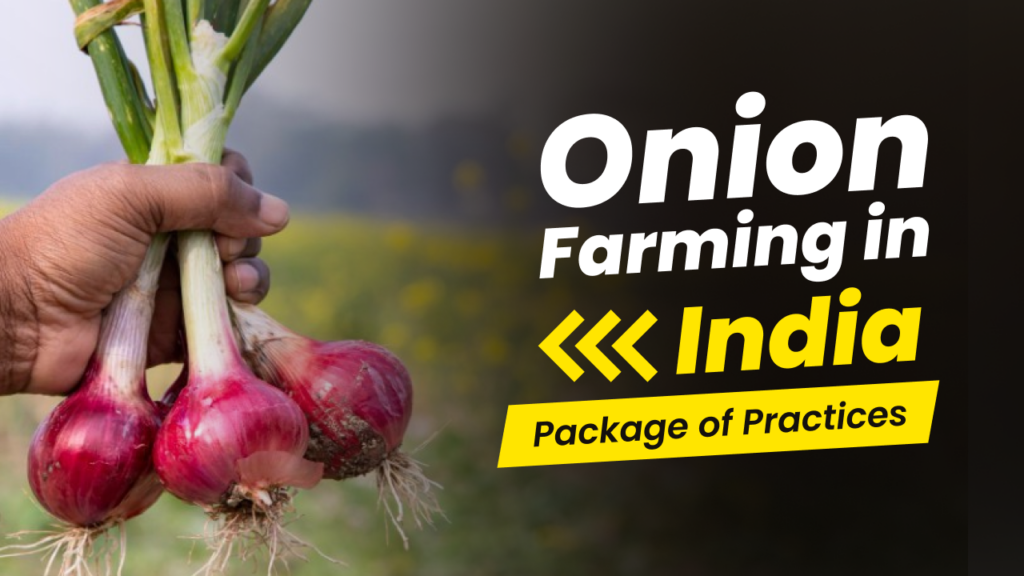 Onion Farming in India