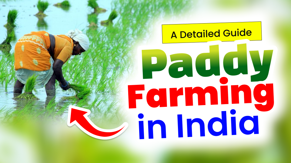 Paddy Farming in India: A Detailed Guide - BharatAgri Gyan