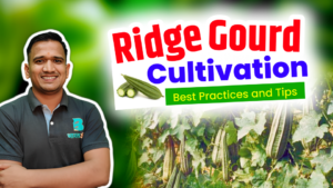 Ridge Gourd Cultivation