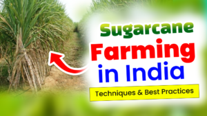 Sugarcane farming