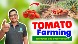 tomato farming in India