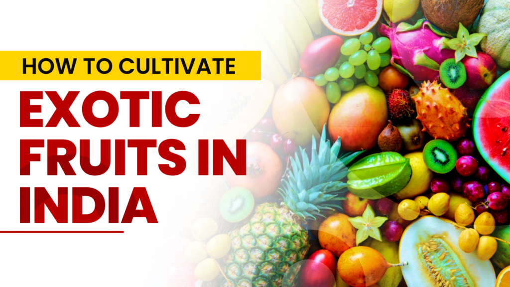 exotic fruit cultivation in india