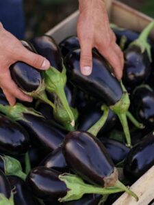 Brinjal harvest