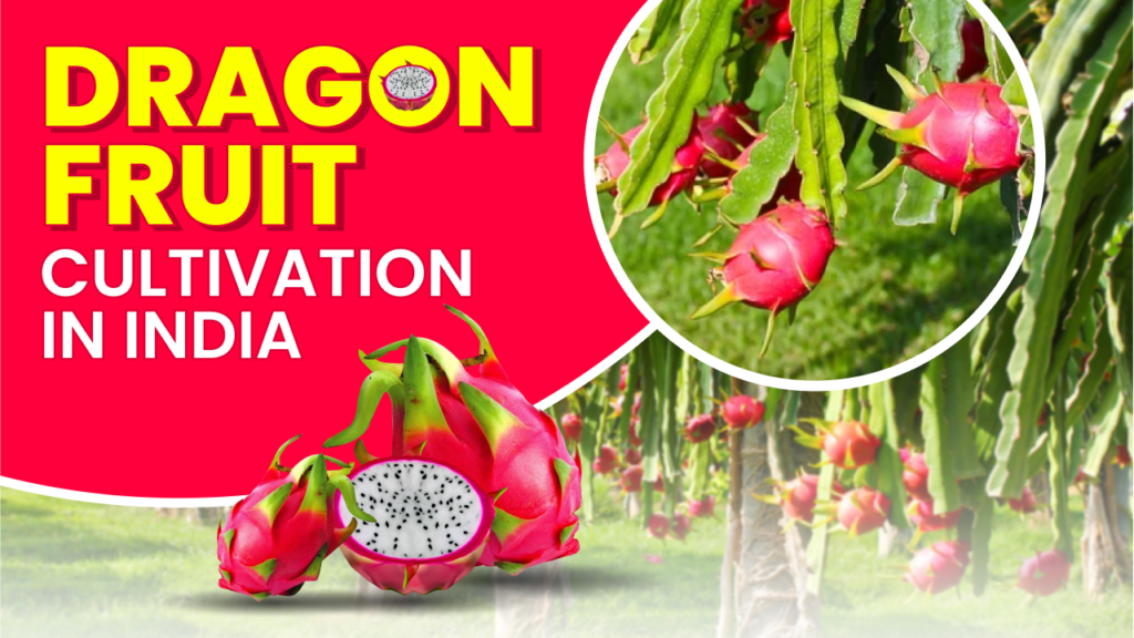 dragon fruit cultivation in india