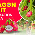 dragon fruit cultivation in india