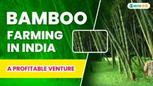 bamboo farming in india