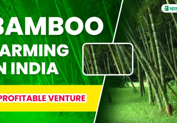 bamboo farming in india