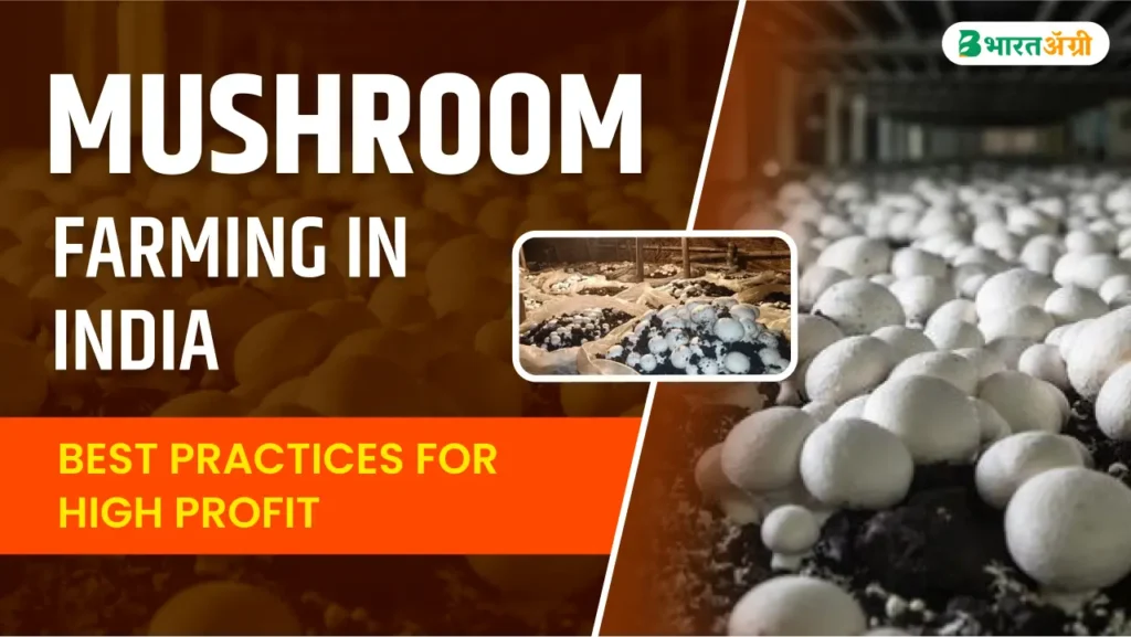 mushroom farming in india