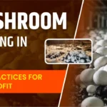 mushroom farming in india