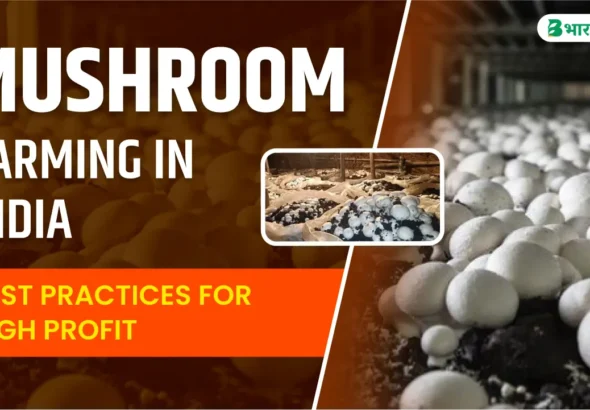 mushroom farming in india