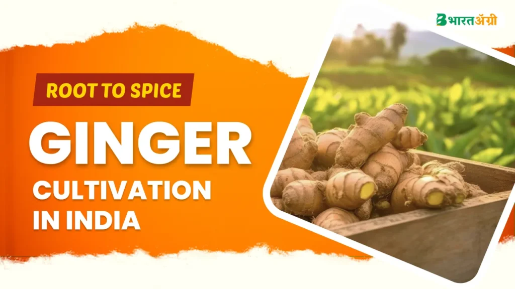 ginger cultivation in india