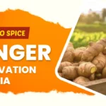 ginger cultivation in india