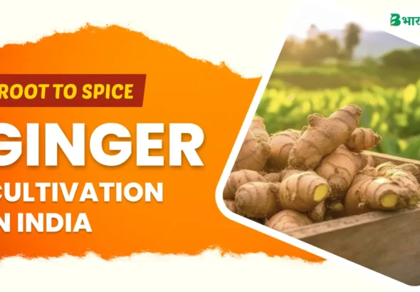 ginger cultivation in india